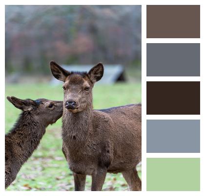 Deer Red Deer Wildlife Image